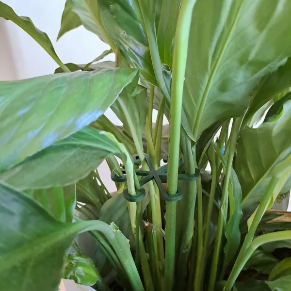 Plant Support Hook
