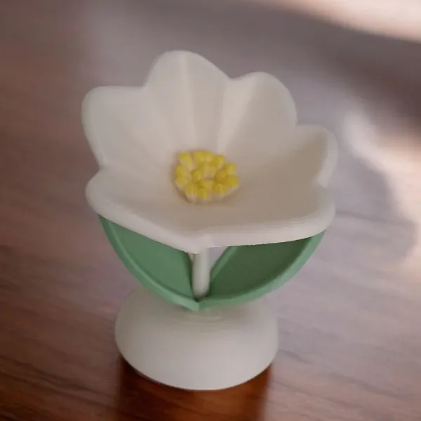 Eternal Spring Flower