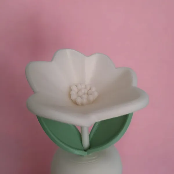 Eternal Spring Flower