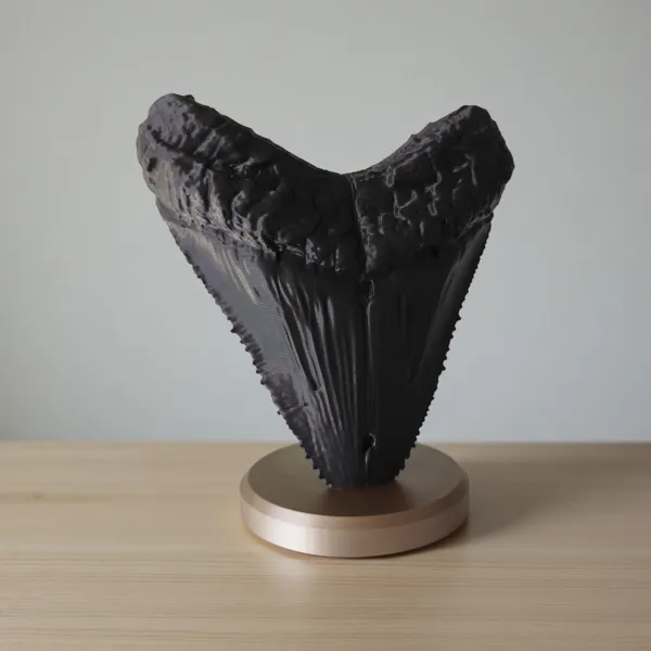 Megalodon Tooth Decorative Fossil