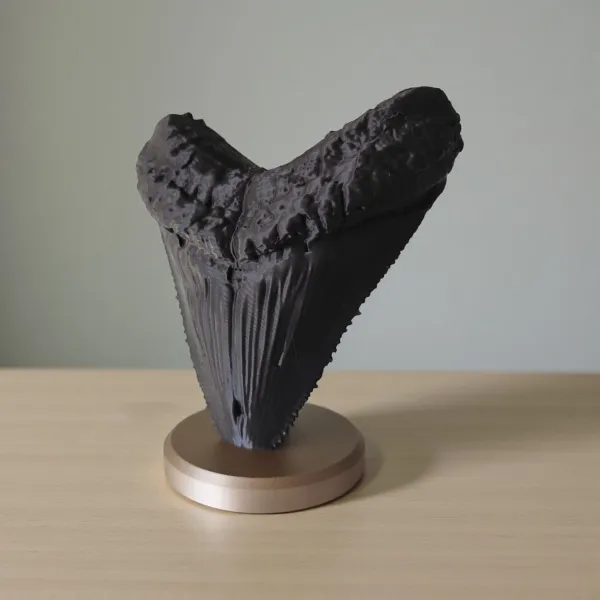 Megalodon Tooth Decorative Fossil