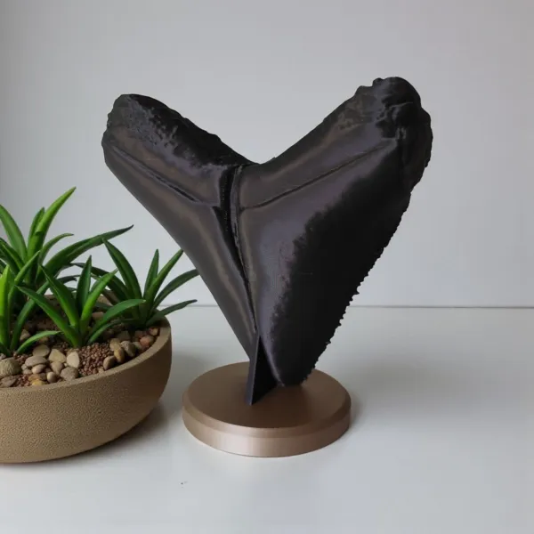 Megalodon Tooth Decorative Fossil