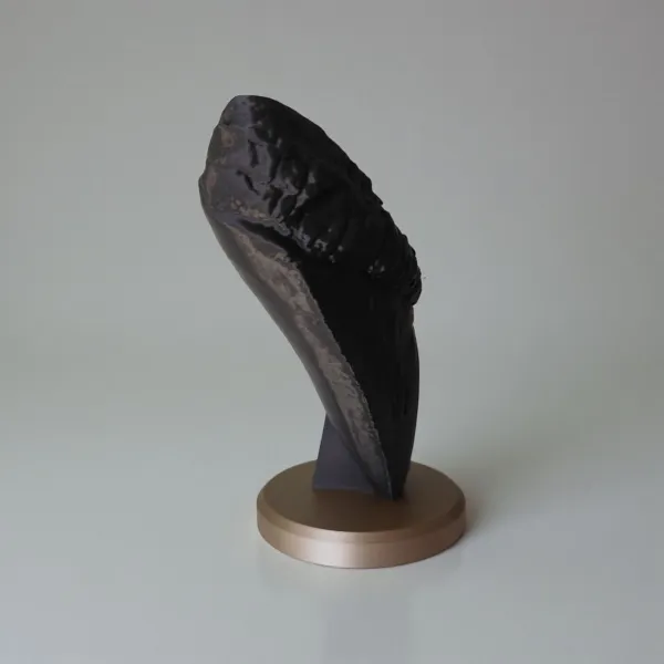 Megalodon Tooth Decorative Fossil